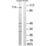 Western Blot - Anti-TTK Antibody (B8197) - Antibodies.com