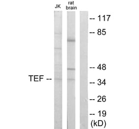 Western Blot - Anti-TEF Antibody (C10916) - Antibodies.com