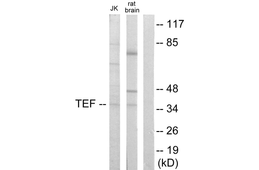 Western Blot - Anti-TEF Antibody (C10916) - Antibodies.com