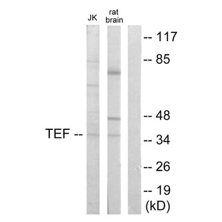 Western Blot - Anti-TEF Antibody (C10916) - Antibodies.com