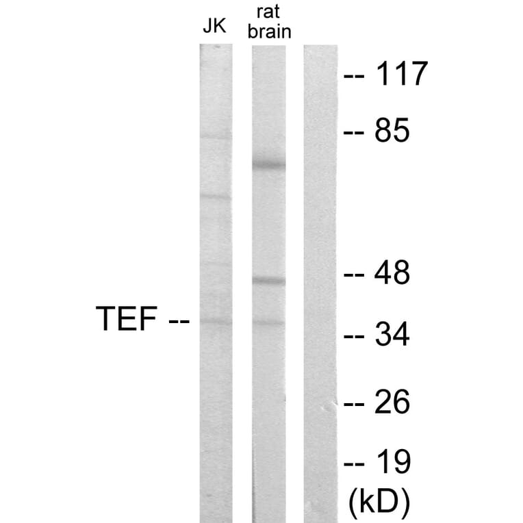 Western Blot - Anti-TEF Antibody (C10916) - Antibodies.com