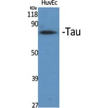 Western Blot - Anti-Tau Antibody (B7247) - Antibodies.com