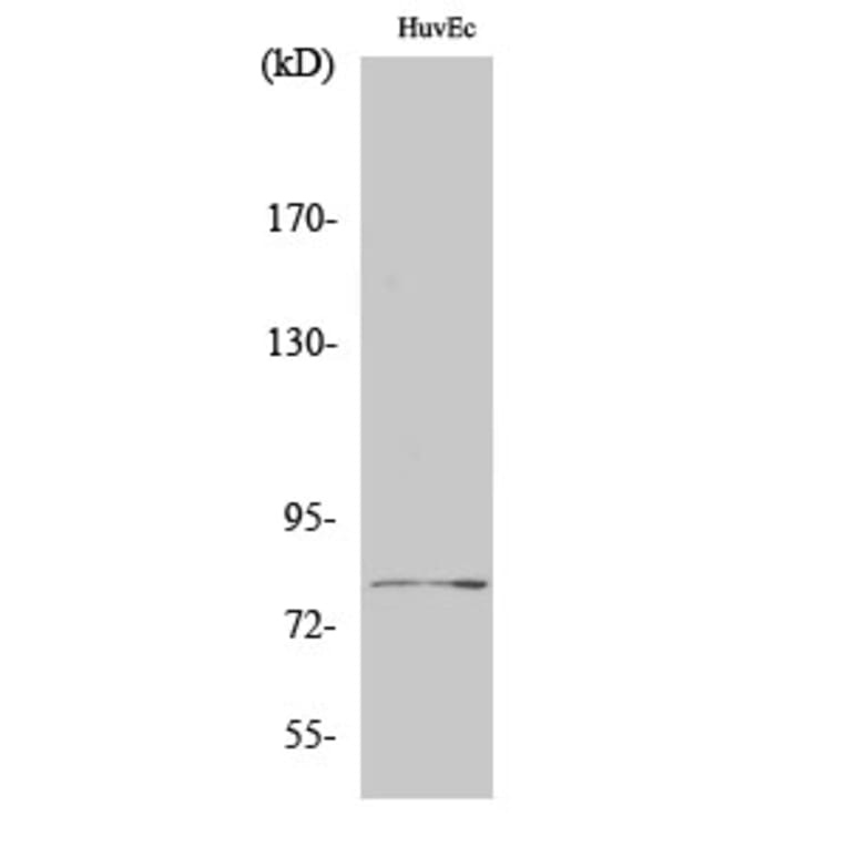 Western Blot - Anti-Tau Antibody (B7238) - Antibodies.com