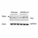 Western Blot - Anti-Tau Antibody - Antibodies.com