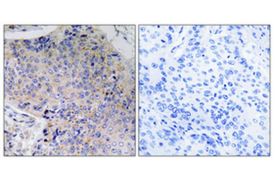 Immunohistochemistry - Anti-Tau Antibody (B7246) - Antibodies.com