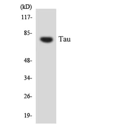 Western Blot - Anti-Tau Antibody (R12-3598) - Antibodies.com