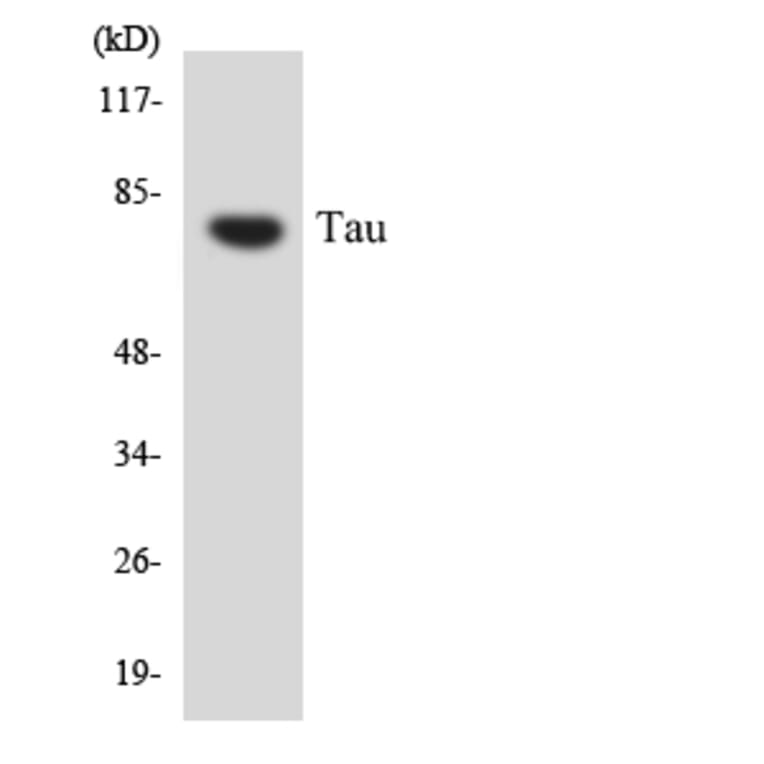 Western Blot - Anti-Tau Antibody (R12-3598) - Antibodies.com