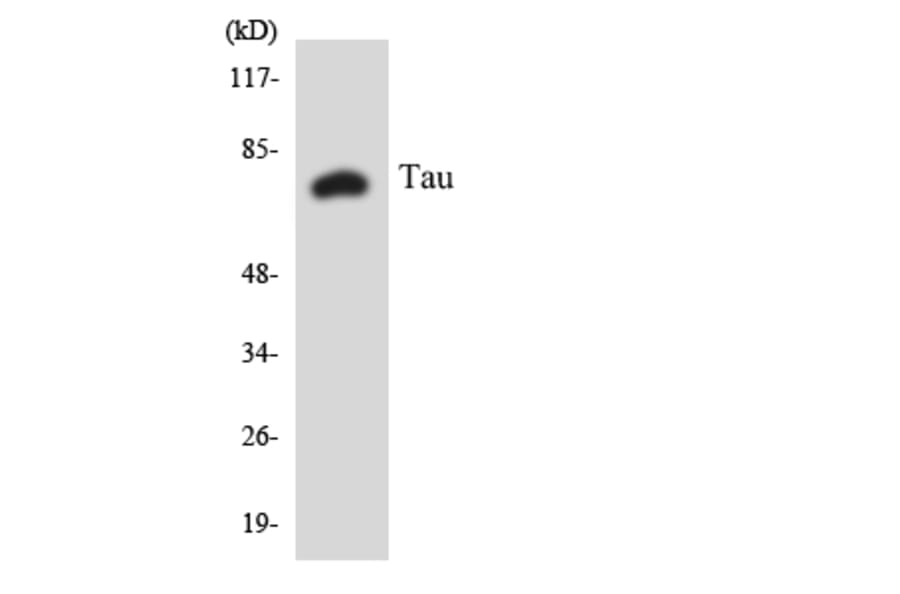 Western Blot - Anti-Tau Antibody (R12-3599) - Antibodies.com