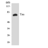 Western Blot - Anti-Tau Antibody (R12-3599) - Antibodies.com