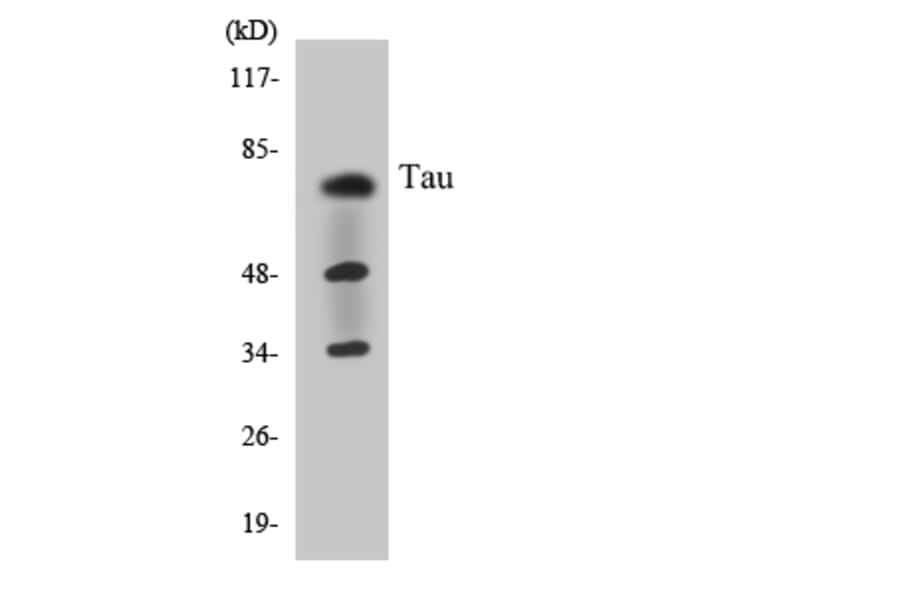 Western Blot - Anti-Tau Antibody (R12-3600) - Antibodies.com