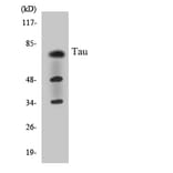 Western Blot - Anti-Tau Antibody (R12-3600) - Antibodies.com