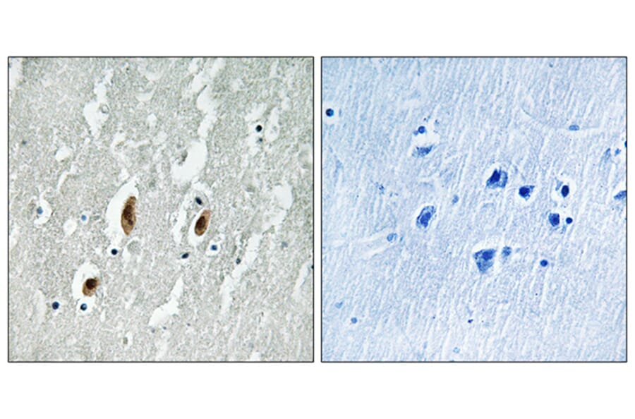 Immunohistochemistry - Anti-SRF Antibody (B8062) - Antibodies.com