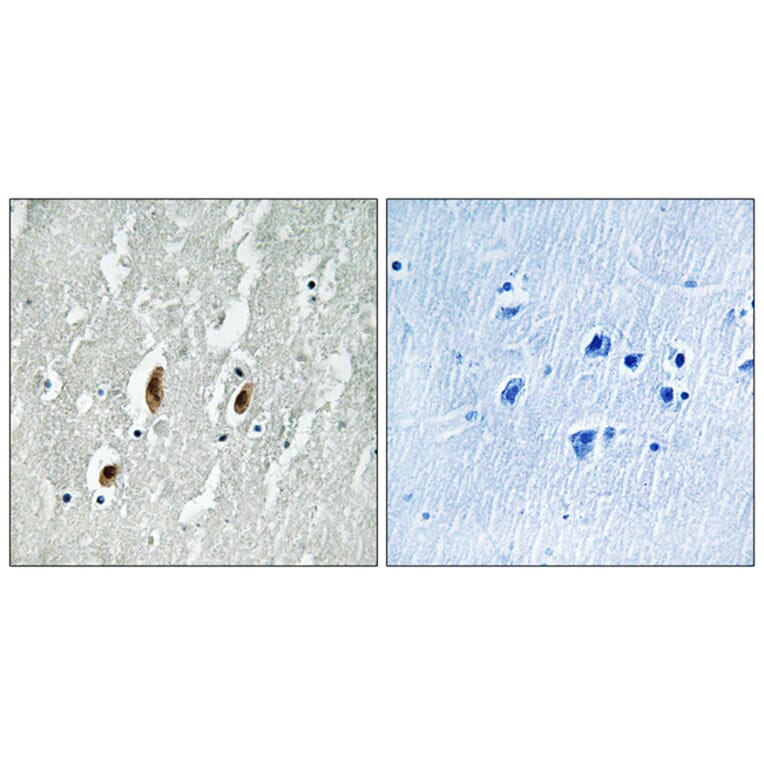Immunohistochemistry - Anti-SRF Antibody (B8062) - Antibodies.com