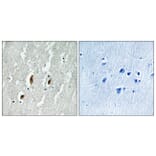 Immunohistochemistry - Anti-SRF Antibody (B8062) - Antibodies.com