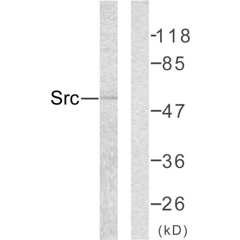 Western Blot - Anti-Src Antibody (B7219) - Antibodies.com