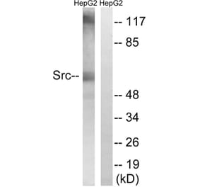 Western Blot - Anti-Src Antibody (B8237) - Antibodies.com