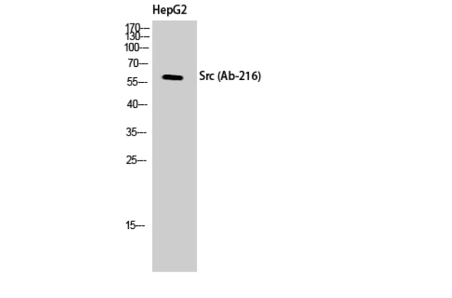 Western Blot - Anti-Src Antibody (B8237) - Antibodies.com