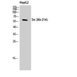 Western Blot - Anti-Src Antibody (B8237) - Antibodies.com