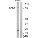 Western Blot - Anti-SMO Antibody (G743) - Antibodies.com