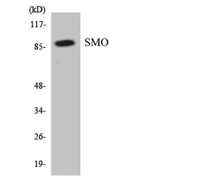 Western Blot - Anti-SMO Antibody (R12-3547) - Antibodies.com