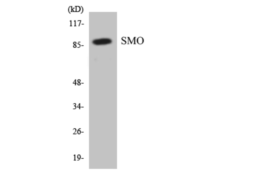 Western Blot - Anti-SMO Antibody (R12-3547) - Antibodies.com