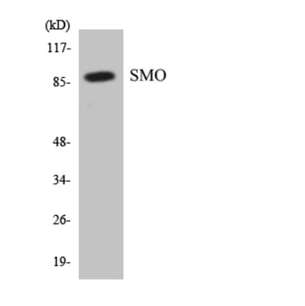 Western Blot - Anti-SMO Antibody (R12-3547) - Antibodies.com
