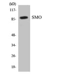 Western Blot - Anti-SMO Antibody (R12-3547) - Antibodies.com