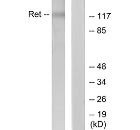 Western Blot - Anti-Ret Antibody (B7213) - Antibodies.com