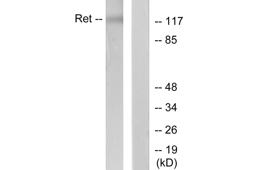 Western Blot - Anti-Ret Antibody (B7213) - Antibodies.com