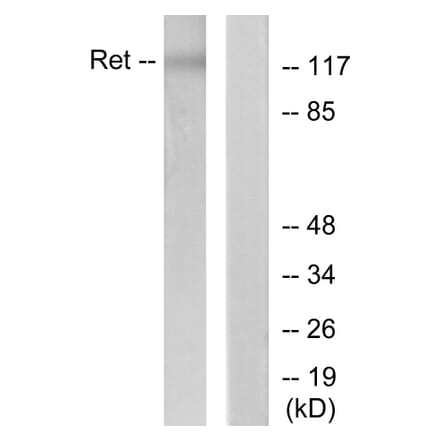 Western Blot - Anti-Ret Antibody (B7213) - Antibodies.com