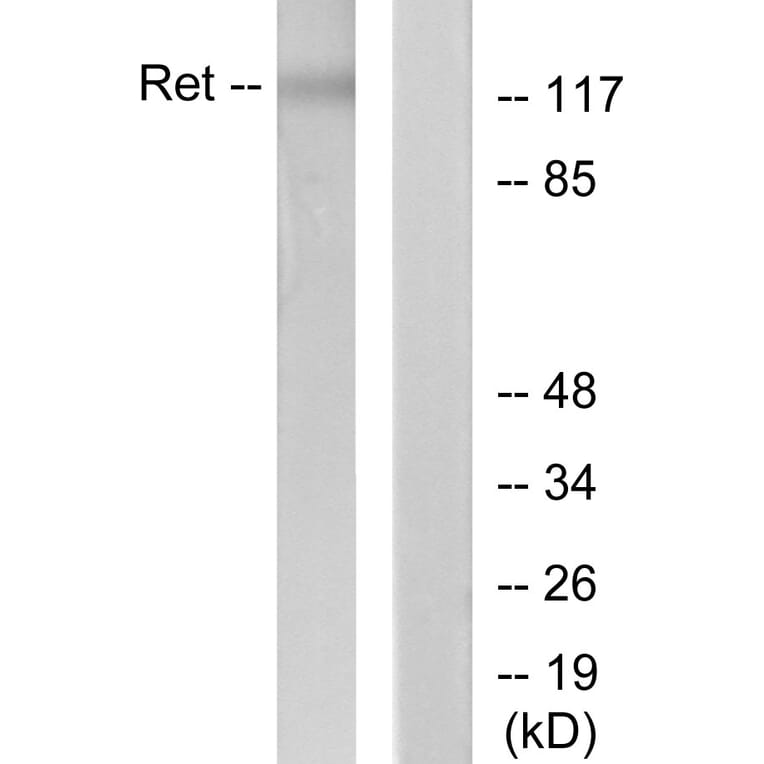 Western Blot - Anti-Ret Antibody (B7213) - Antibodies.com