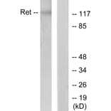 Western Blot - Anti-Ret Antibody (B7213) - Antibodies.com