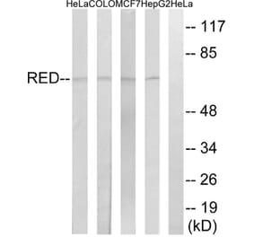 Western Blot - Anti-RED Antibody (C18037) - Antibodies.com