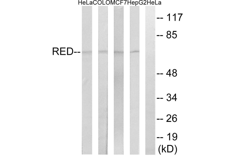 Western Blot - Anti-RED Antibody (C18037) - Antibodies.com