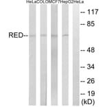 Western Blot - Anti-RED Antibody (C18037) - Antibodies.com