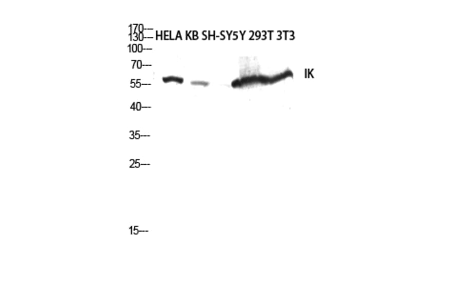 Western Blot - Anti-RED Antibody (C18037) - Antibodies.com