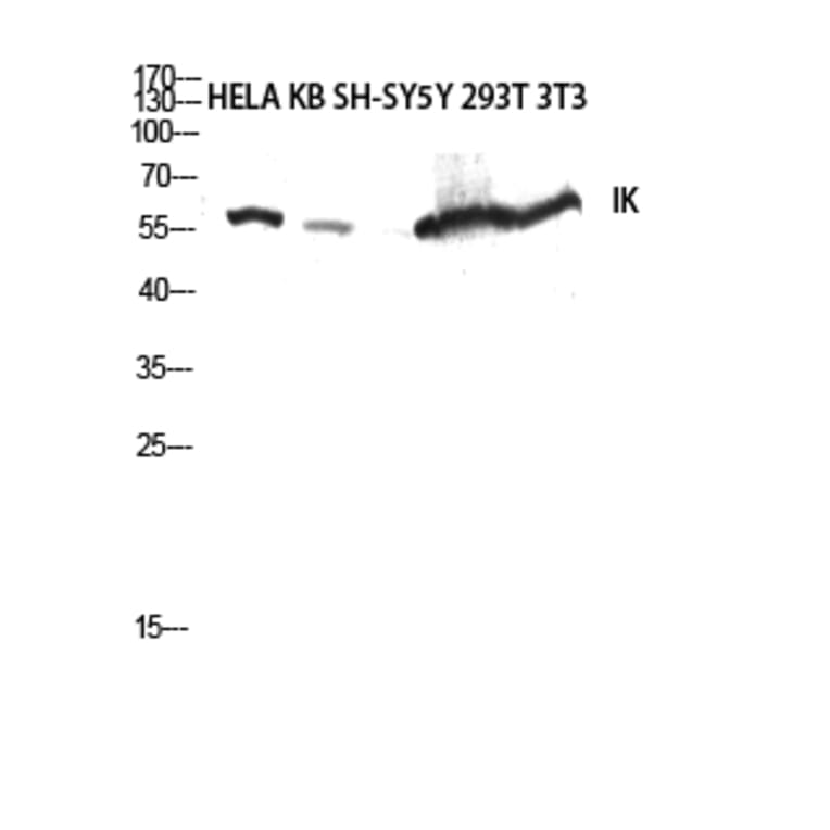 Western Blot - Anti-RED Antibody (C18037) - Antibodies.com