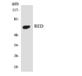 Western Blot - Anti-RED Antibody (R12-3417) - Antibodies.com