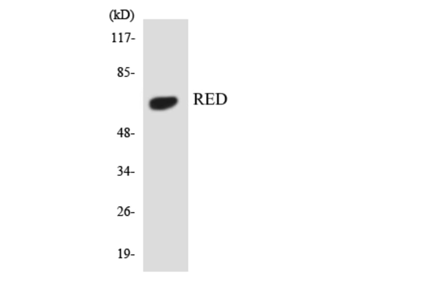 Western Blot - Anti-RED Antibody (R12-3417) - Antibodies.com