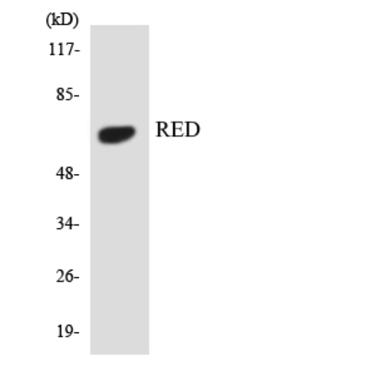 Western Blot - Anti-RED Antibody (R12-3417) - Antibodies.com