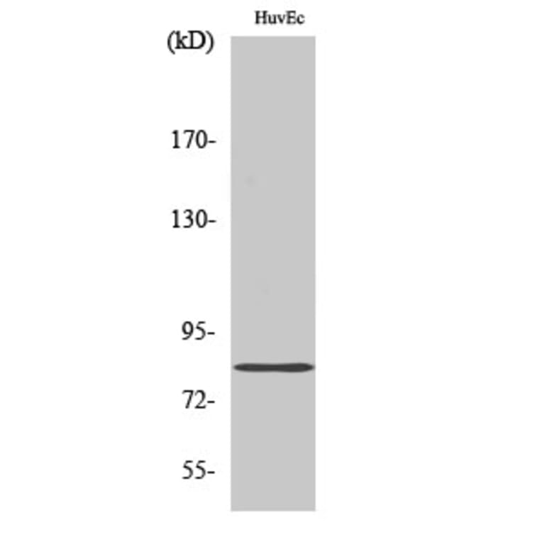 Western Blot - Anti-RDX Antibody (C18143) - Antibodies.com