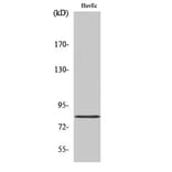 Western Blot - Anti-RDX Antibody (C18143) - Antibodies.com