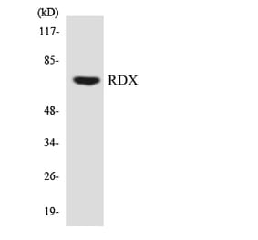 Western Blot - Anti-RDX Antibody (R12-3415) - Antibodies.com