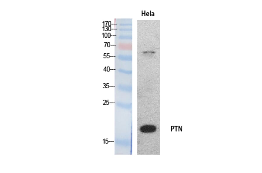 Western Blot - Anti-PTN Antibody (C30175) - Antibodies.com