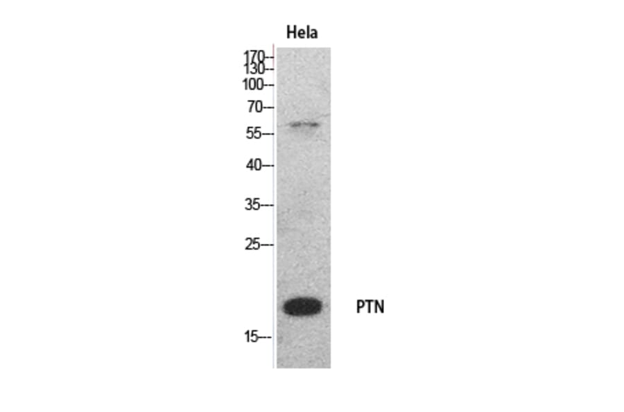 Western Blot - Anti-PTN Antibody (C30175) - Antibodies.com
