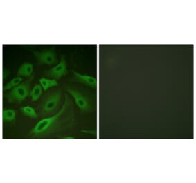 Immunofluorescence - Anti-PLB Antibody (B0550) - Antibodies.com
