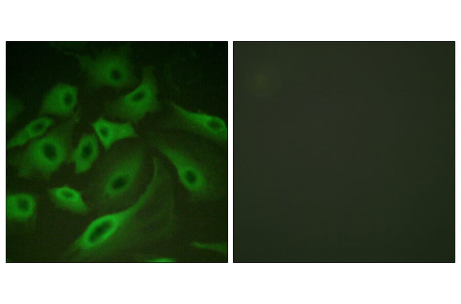Immunofluorescence - Anti-PLB Antibody (B0550) - Antibodies.com