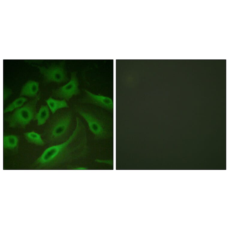 Immunofluorescence - Anti-PLB Antibody (B0550) - Antibodies.com
