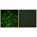 Immunofluorescence - Anti-PLB Antibody (B0550) - Antibodies.com