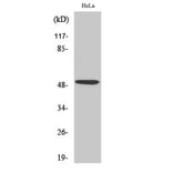 Western Blot - Anti-p53 Antibody (B7187) - Antibodies.com